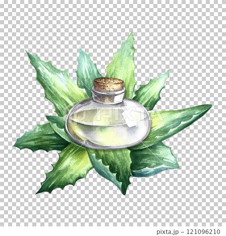 Aloe vera. A bush of aloe vera and a jar of aloe vera juice. A hand-drawn watercolor illustration. Isolate. For labels and packaging of cosmetics, perfumes and medical products, labels. Aloe vera. A bush of aloe vera and a jar of aloe vera juice. A hand-drawn watercolor illustration. Isolate. For labels and packaging of cosmetics, perfumes and medical products, labels. 121096210