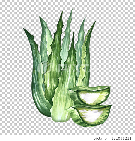 Aloe vera. Aloe vera bush and sliced pieces of aloe. A hand-drawn watercolor illustration. Isolate. For labels and packaging of cosmetics, perfumes and medical products. For stickers and prints. Aloe vera. Aloe vera bush and sliced pieces of aloe. A hand-drawn watercolor illustration. Isolate. For labels and packaging of cosmetics, perfumes and medical products. For stickers and prints. 121096211
