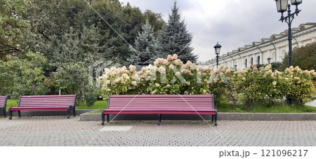Summer park with blooming hydrangea flowers and red bench 121096217