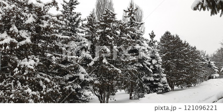 Beautiful winter landscape with snow covered fir trees in a park 121096221