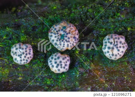 Trichoderma gelatinosum is a species of fungus belonging to the Trichoderma genus. 121096271