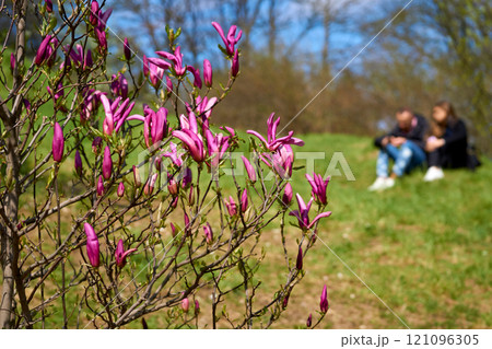 Spring bush of blooming pink magnolia, loving couple on the grass Spring bush of blooming pink magnolia, loving couple on the grass 121096305