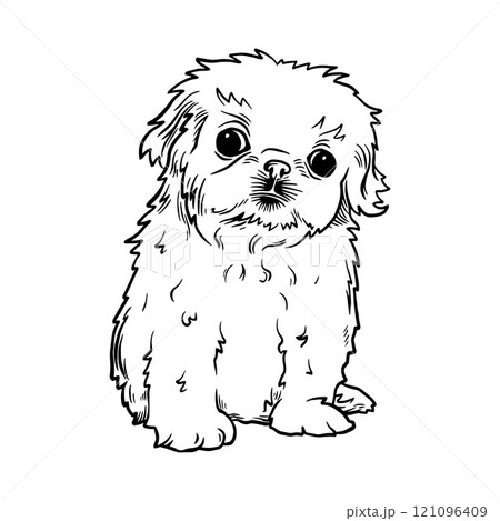 Puppy Pekingese - Dog Breed, Puppy Breed Vector File, detailed vector Puppy Pekingese - Dog Breed, Puppy Breed Vector File, detailed vector 121096409