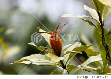 生薬・漢方薬に利用される果実が熟しても開かないため口がない実の意味からきたクチナシの果実が綺麗です 121096712