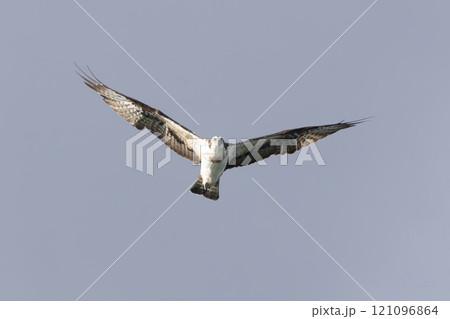 飛翔するミサゴ 121096864