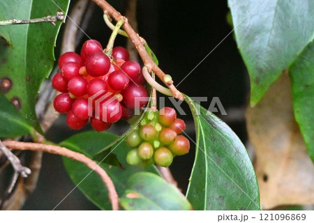 箕面の山で見かけた赤色に熟した果実と未熟な果実が並んで実っている姿が綺麗なサネカズラの果実 箕面の山で見かけた赤色に熟した果実と未熟な果実が並んで実っている姿が綺麗なサネカズラの果実 121096869