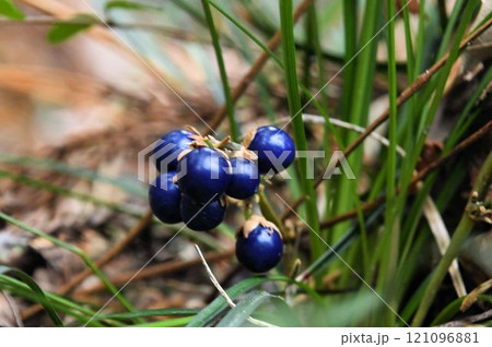 六甲の山野で見た光沢のある瑠璃色の果実が綺麗なジャノヒゲ 六甲の山野で見た光沢のある瑠璃色の果実が綺麗なジャノヒゲ 121096881