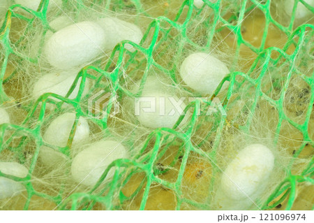 【カイコ (繭)】 121096974