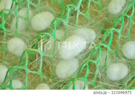 【カイコ (繭)】 121096975