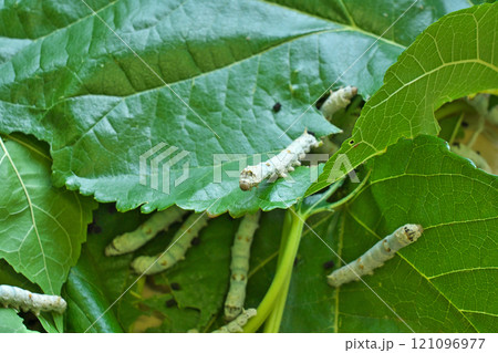 【カイコ】 121096977