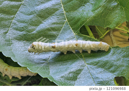 【カイコ】 (深度合成) 【カイコ】 (深度合成) 121096988