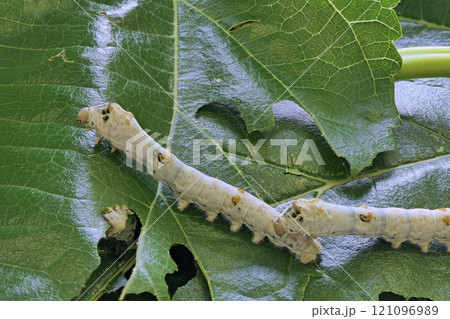 【カイコ】 (深度合成) 121096989