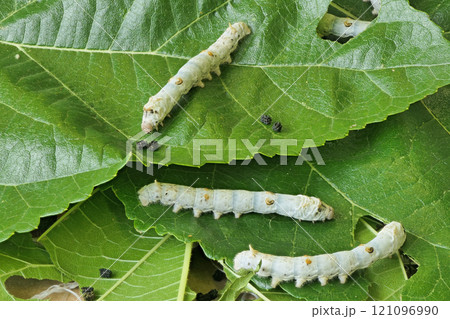 【カイコ】 (深度合成) 121096990