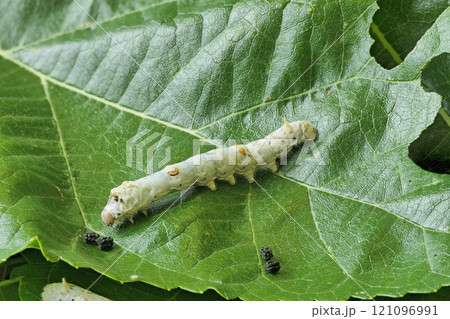 【カイコ】 (深度合成) 【カイコ】 (深度合成) 121096991