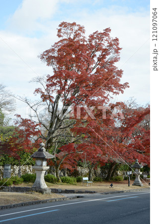 日吉大社 表参道の紅葉 滋賀県大津市坂本 日吉大社 表参道の紅葉 滋賀県大津市坂本 121097064