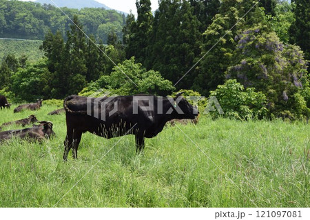 牛の放牧 月山高原牧場 山形県 121097081