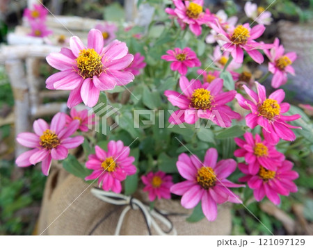 白樺の椅子とピンクのジニア 白樺の椅子とピンクのジニア 121097129