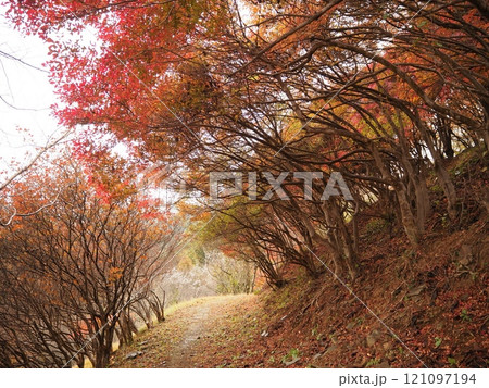 紅葉の満天星躑躅の道 121097194