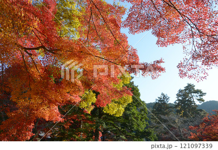 南禅寺　境内の紅葉　京都市左京区 121097339