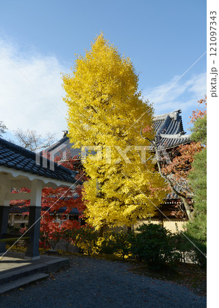 南禅寺 境内にイチョウの黄葉 京都市左京区 南禅寺 境内にイチョウの黄葉 京都市左京区 121097343