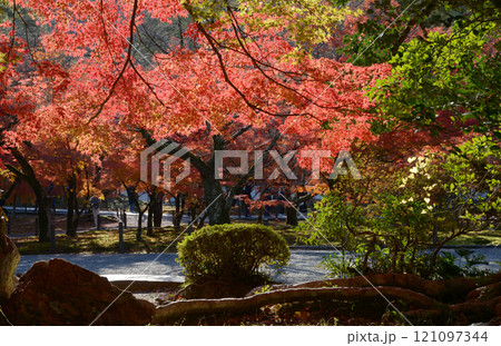 南禅寺　境内の紅葉　京都市左京区 121097344