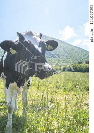 大山で放牧中の牛たち 大山まきばみるくの里付近 大山で放牧中の牛たち 大山まきばみるくの里付近 121097392