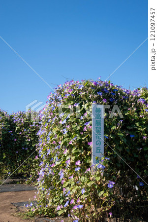 鼻高展望花の丘 カレドニアブルーのアサガオ 高崎市 鼻高展望花の丘 カレドニアブルーのアサガオ 高崎市 121097457