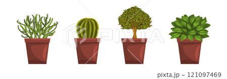 Flower and Plant Growing in Ceramic Pot Vector Set 121097469