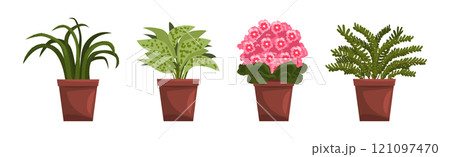Flower and Plant Growing in Ceramic Pot Vector Set 121097470