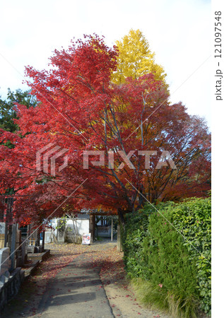 金戒光明寺　西雲院東門の紅葉　京都市左京区黒谷 121097548