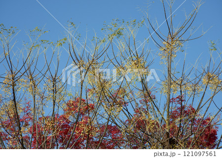 センダン 121097561