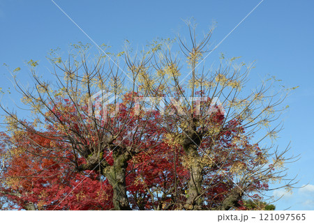 センダンと紅葉 センダンと紅葉 121097565
