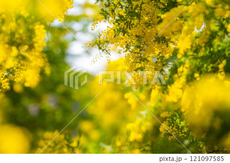 【花素材】ミモザの花と青空【愛知県】 121097585