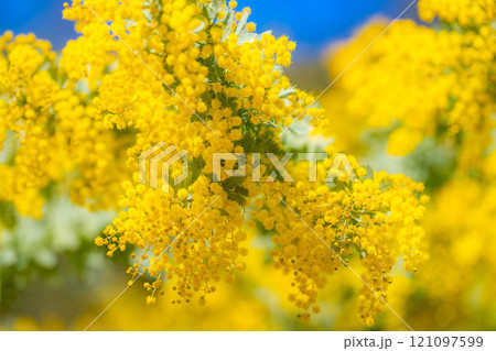 【花素材】ミモザの花と青空【愛知県】 121097599