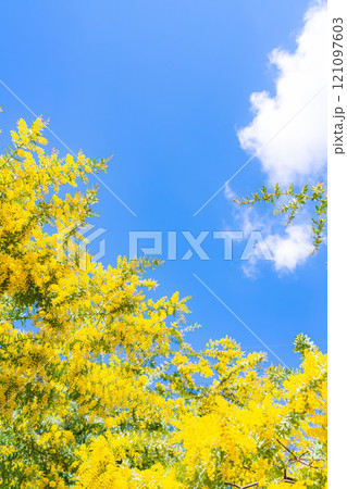 【花素材】ミモザの花と青空【愛知県】 121097603