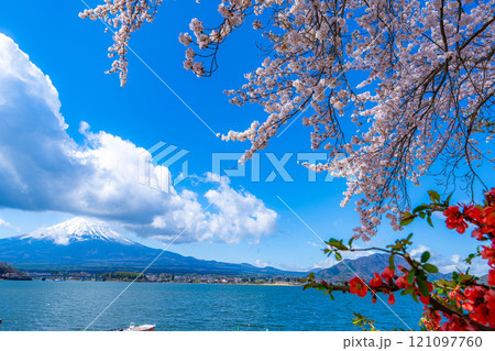 【桜と富士山】桜が満開の河口湖北岸から見た富士山【山梨県】 【桜と富士山】桜が満開の河口湖北岸から見た富士山【山梨県】 121097760