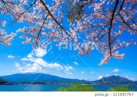 【桜と富士山】桜が満開の河口湖北岸から見た富士山【山梨県】 【桜と富士山】桜が満開の河口湖北岸から見た富士山【山梨県】 121097767