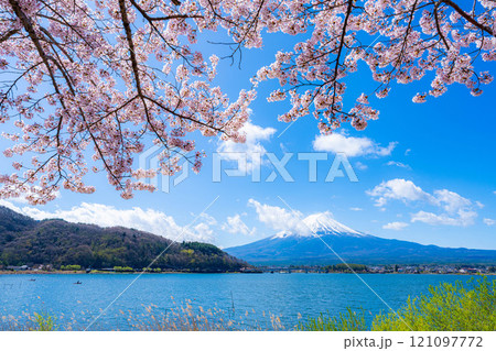 【桜と富士山】桜が満開の河口湖北岸から見た富士山【山梨県】 121097772