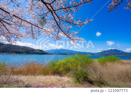 【桜と富士山】桜が満開の河口湖北岸から見た富士山【山梨県】 121097773
