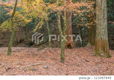 春日山原始林　奈良市 121097849