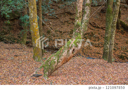 春日山原始林　奈良市 121097850