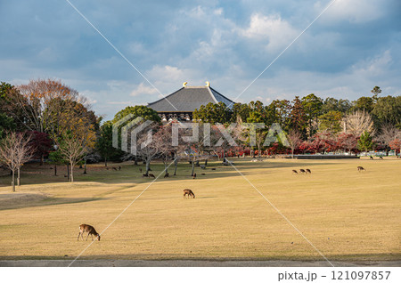 奈良公園春日野園地　東大寺大仏殿 121097857