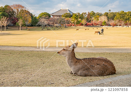 奈良公園の鹿　春日野園地 121097858
