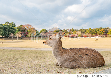 奈良公園の鹿　春日野園地 121097860