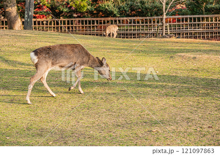 奈良公園の鹿 春日野園地 奈良公園の鹿 春日野園地 121097863