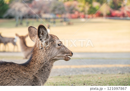 奈良公園の鹿　春日野園地 121097867