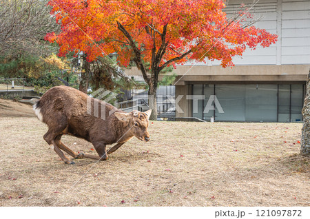 奈良公園の鹿 奈良公園の鹿 121097872
