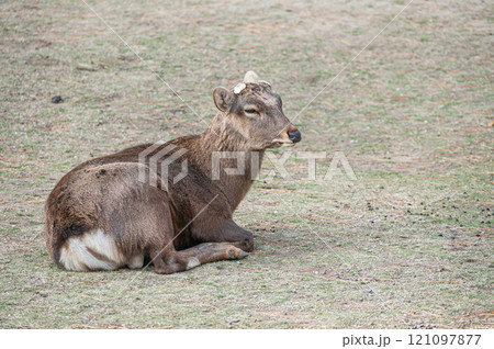 奈良公園の鹿　 121097877