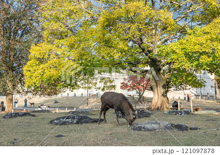 奈良公園の鹿　春日野園地 121097878