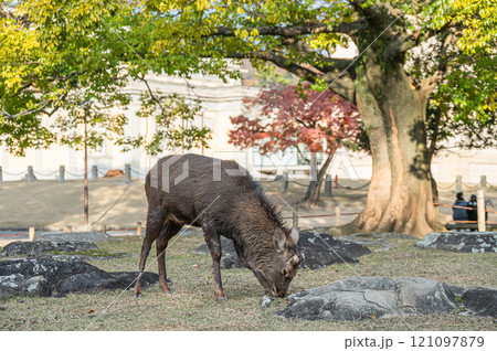 奈良公園の鹿  奈良公園の鹿  121097879